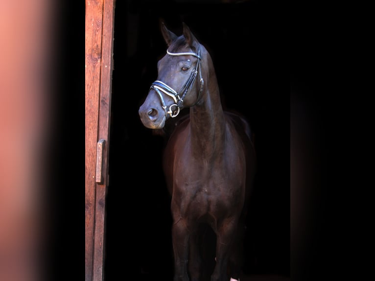 Oldenburgo Caballo castrado 8 años 173 cm Negro in St Marein bei Graz
