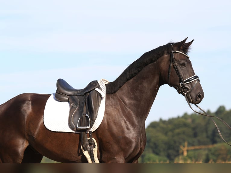 Oldenburgo Caballo castrado 8 años 173 cm Negro in St Marein bei Graz