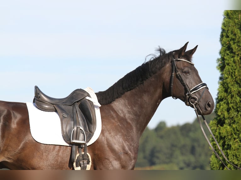 Oldenburgo Caballo castrado 8 años 173 cm Negro in St Marein bei Graz
