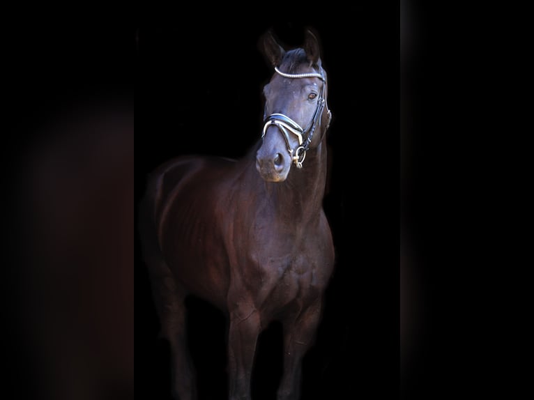Oldenburgo Caballo castrado 8 años 173 cm Negro in St Marein bei Graz