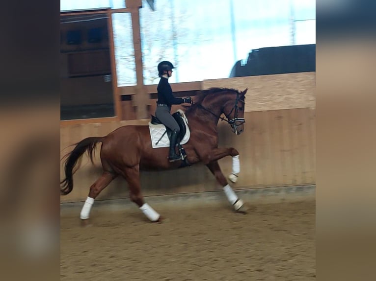 Oldenburgo Caballo castrado 8 años 174 cm Alazán in Dorsten