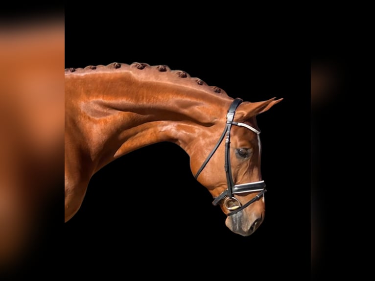 Oldenburgo Caballo castrado 8 años 174 cm Alazán in Dorsten