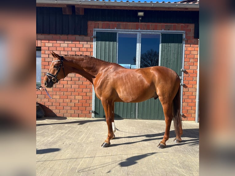 Oldenburgo Caballo castrado 8 años 174 cm Alazán in Dorsten