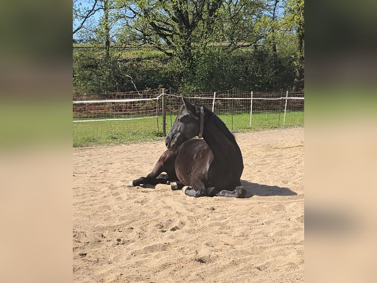 Oldenburgo Caballo castrado 8 años 174 cm Negro in Mönchengladbach