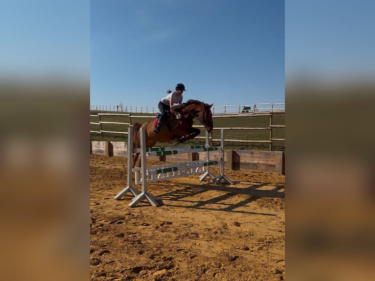 Oldenburgo Mestizo Caballo castrado 8 años 175 cm Alazán-tostado in Junglinster Oldenburgo Mestizo Caballo castrado 8 años 175 cm Alazán-tostado in Junglinster