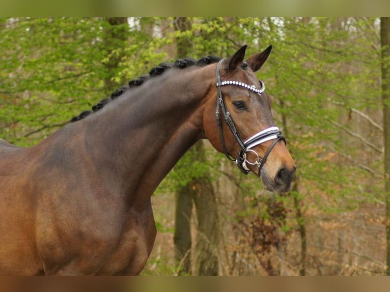 Oldenburgo Caballo castrado 8 años 175 cm Castaño oscuro in Gleichen