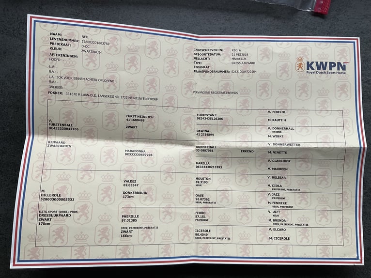 Oldenburgo Caballo castrado 8 años 175 cm Morcillo in Erm