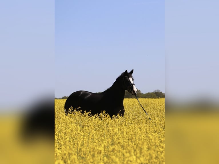 Oldenburgo Caballo castrado 8 años 175 cm Negro in Ahrensburg