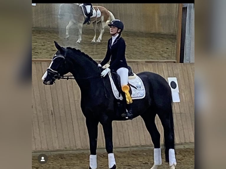 Oldenburgo Caballo castrado 8 años 175 cm Negro in Ahrensburg