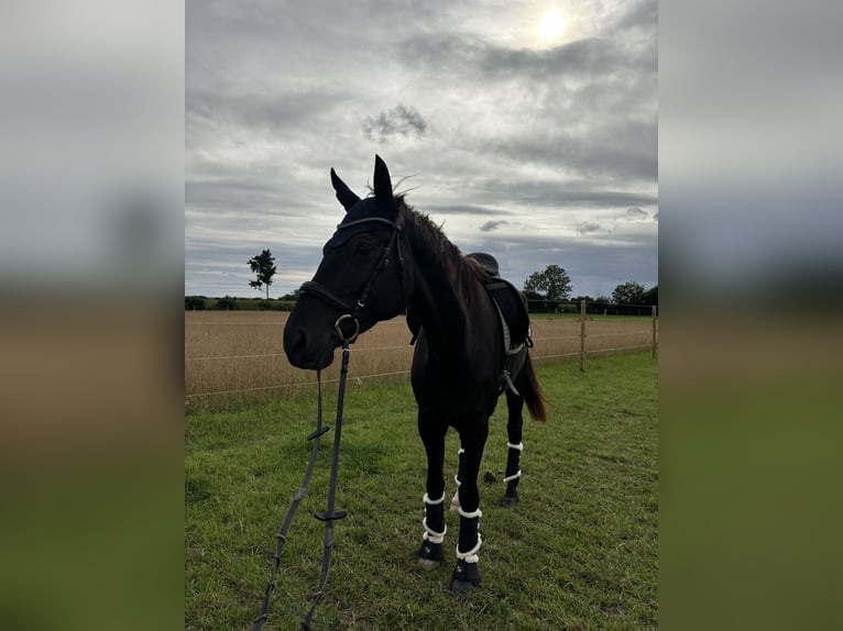 Oldenburgo Caballo castrado 8 años 175 cm Negro in Eckernförde