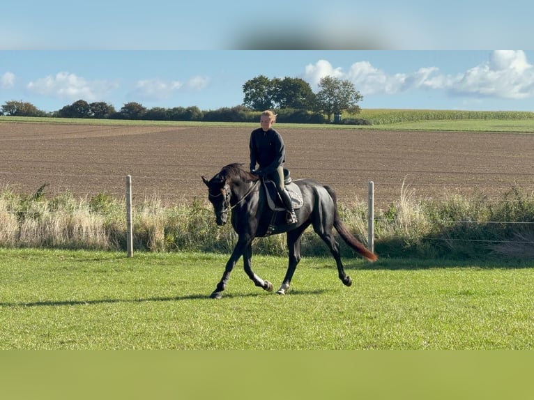 Oldenburgo Caballo castrado 8 años 175 cm Negro in Eckernförde
