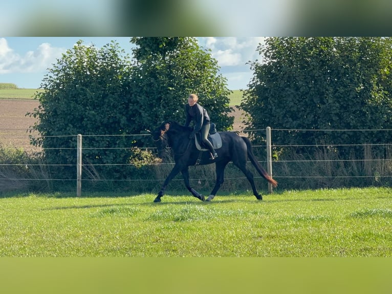 Oldenburgo Caballo castrado 8 años 175 cm Negro in Eckernförde