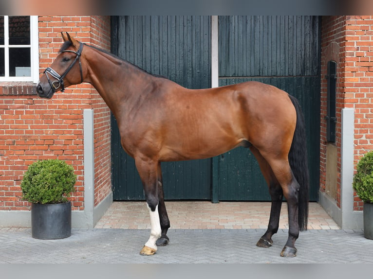 Oldenburgo Caballo castrado 8 años 177 cm Castaño in Haftenkamp