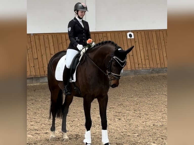 Oldenburgo Caballo castrado 8 años 177 cm Castaño oscuro in Worms