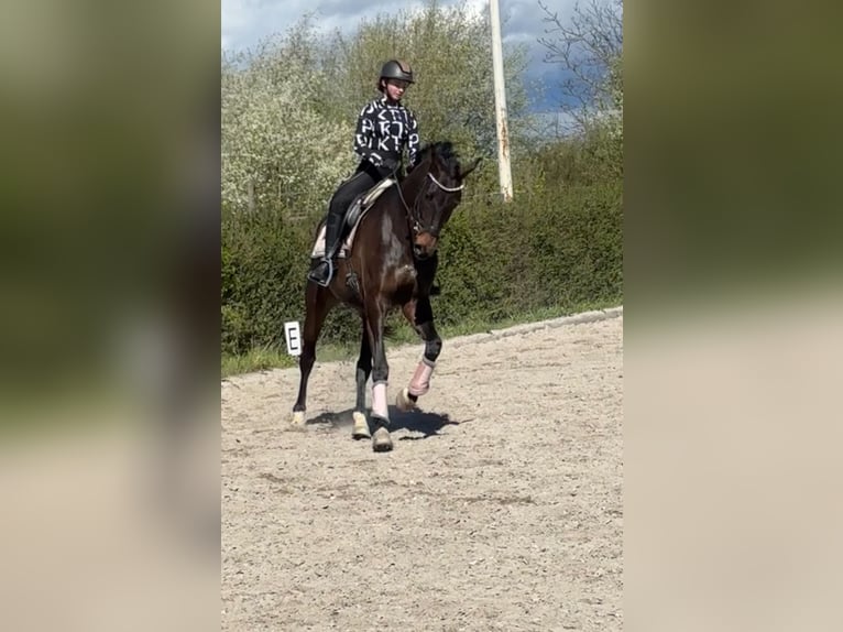 Oldenburgo Caballo castrado 8 años 177 cm Castaño oscuro in Worms