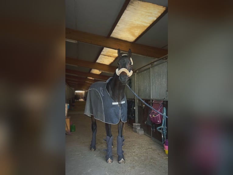 Oldenburgo Caballo castrado 8 años 177 cm Castaño oscuro in Worms