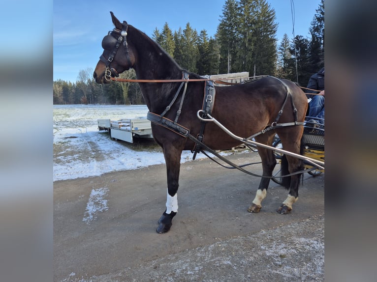Oldenburgo Caballo castrado 8 años 179 cm Castaño oscuro in Argenbühl