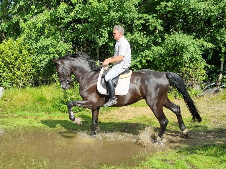 Oldenburgo Caballo castrado 8 años 179 cm Negro in Barenburg