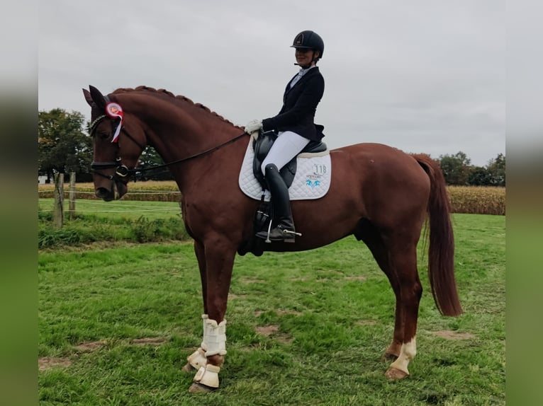Oldenburgo Caballo castrado 8 años 180 cm Alazán-tostado in Coesfeld