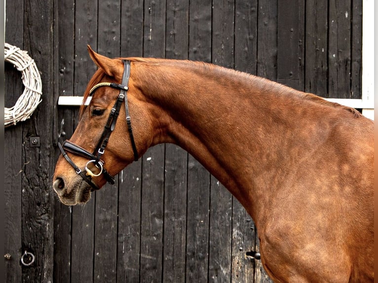 Oldenburgo Caballo castrado 8 años 180 cm Alazán-tostado in Coesfeld