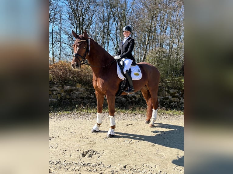 Oldenburgo Caballo castrado 8 años 180 cm Alazán-tostado in Coesfeld