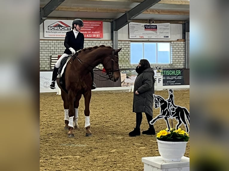 Oldenburgo Caballo castrado 8 años 180 cm Alazán-tostado in Coesfeld