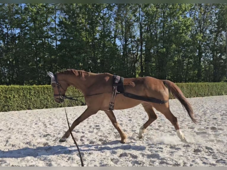 Oldenburgo Caballo castrado 8 años 183 cm Alazán in G&#xF6;rlitz