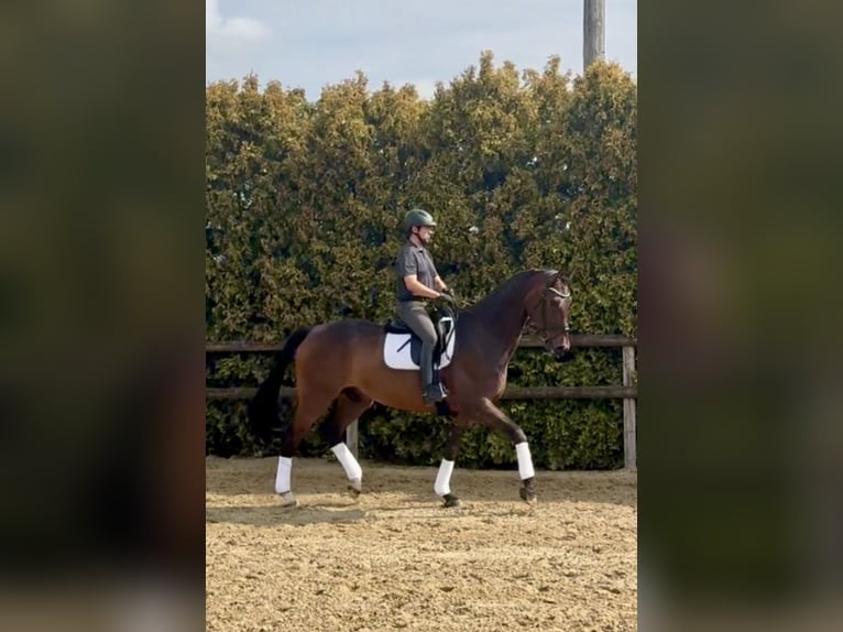 Oldenburgo Caballo castrado 8 años 185 cm Castaño oscuro in Bramsche