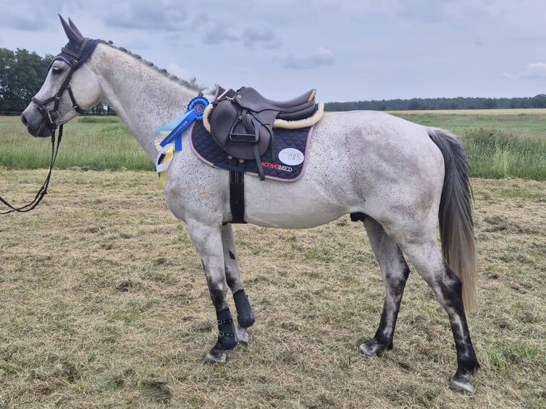 Oldenburgo Caballo castrado 9 años 160 cm Tordo in Kalbe/Mildr