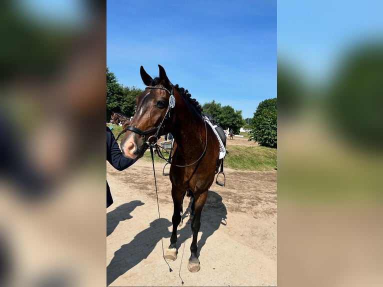 Oldenburgo Mestizo Caballo castrado 9 años 161 cm Castaño oscuro in Hohenfelde