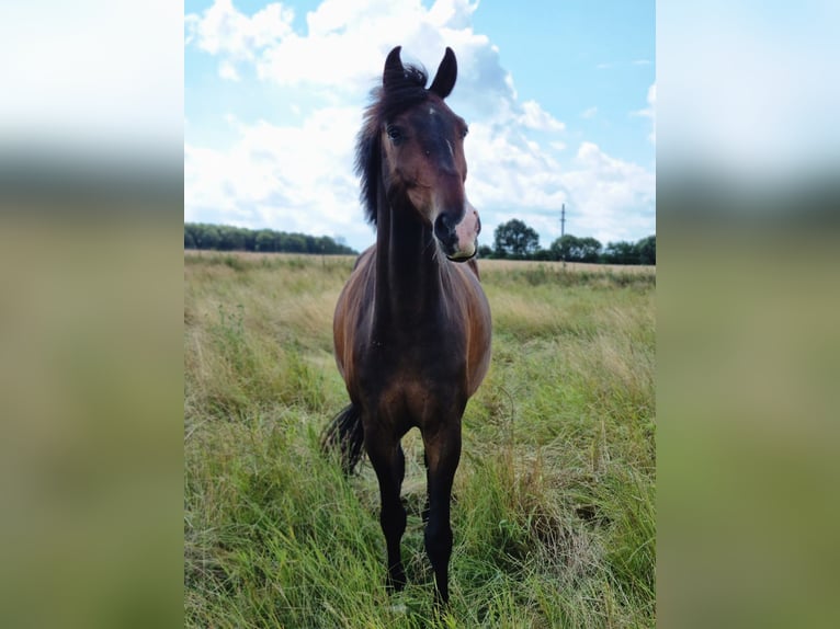 Oldenburgo Mestizo Caballo castrado 9 años 161 cm Castaño oscuro in Hohenfelde