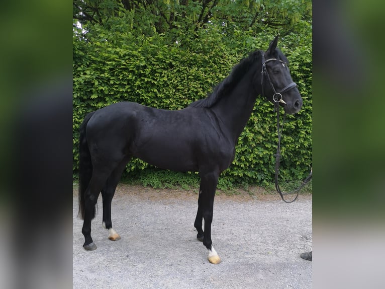 Oldenburgo Caballo castrado 9 años 163 cm Negro in Sprockhövel