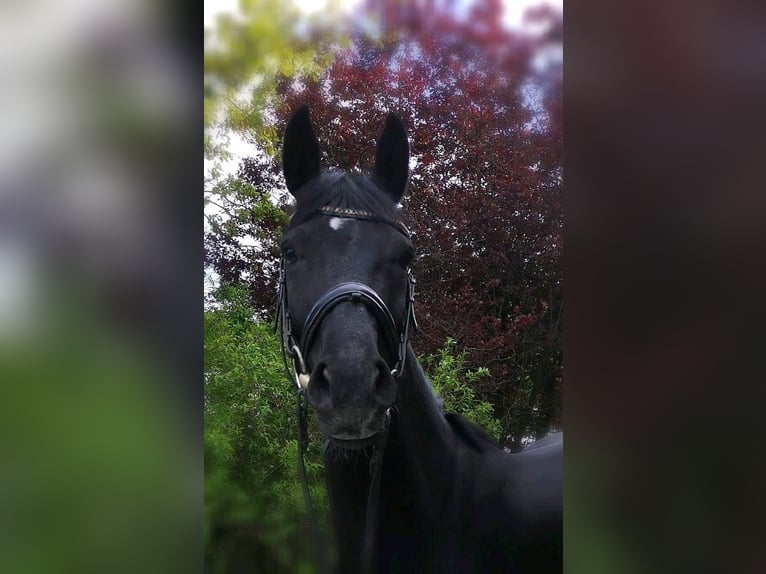 Oldenburgo Caballo castrado 9 años 163 cm Negro in Sprockhövel