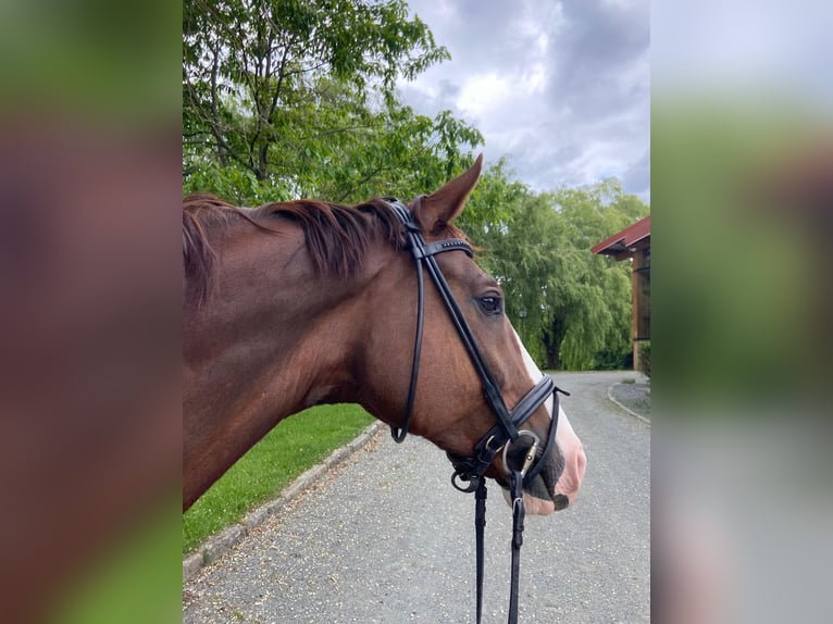 Oldenburgo Caballo castrado 9 años 167 cm Alazán-tostado in Osdorf