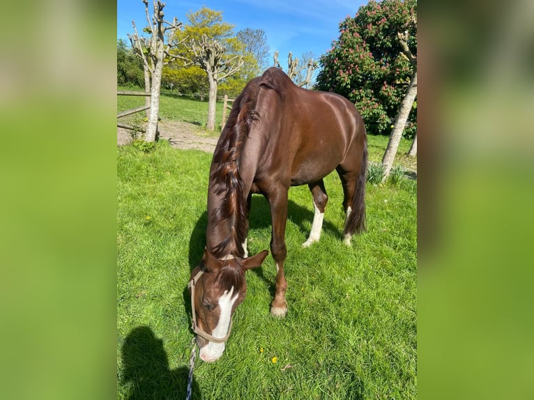 Oldenburgo Caballo castrado 9 años 167 cm Alazán-tostado in Osdorf