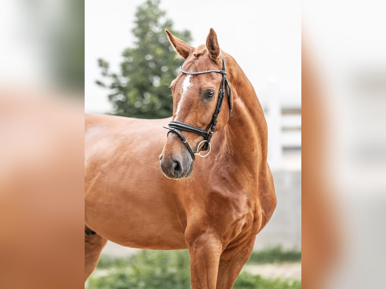 Oldenburgo Caballo castrado 9 años 169 cm in Zduchovice