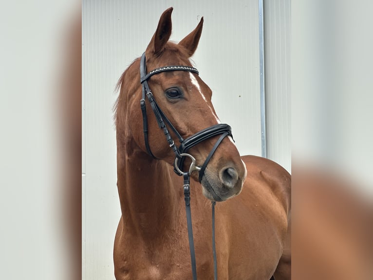 Oldenburgo Caballo castrado 9 años 170 cm Alazán in Wirtschach Oldenburgo Caballo castrado 9 años 170 cm Alazán in Wirtschach