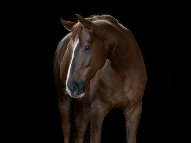 Oldenburgo Caballo castrado 9 años 170 cm Alazán-tostado in Laufenburg