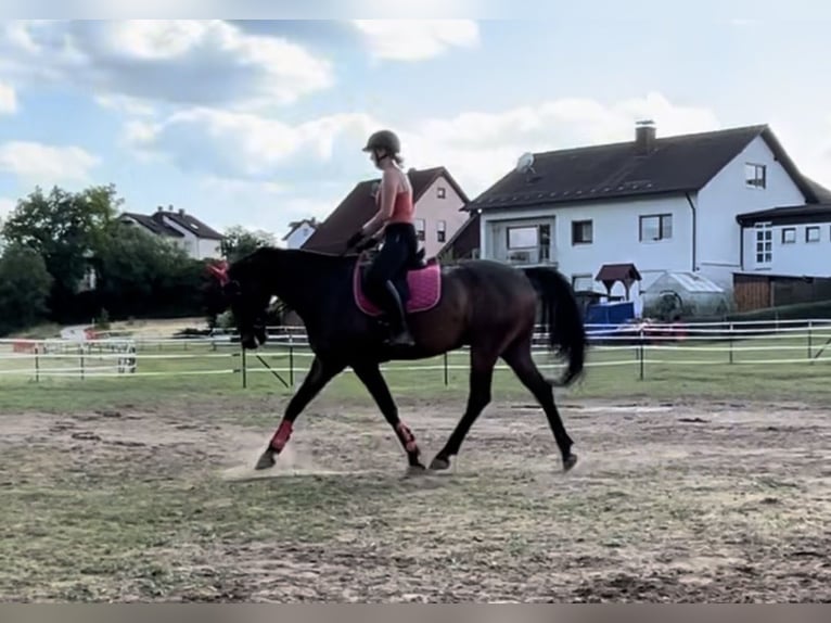 Oldenburgo Caballo castrado 9 años 170 cm Castaño oscuro in Hollfeld