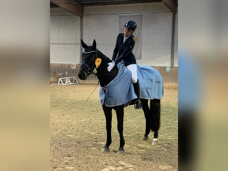 Oldenburgo Caballo castrado 9 años 170 cm Morcillo in Wedemark