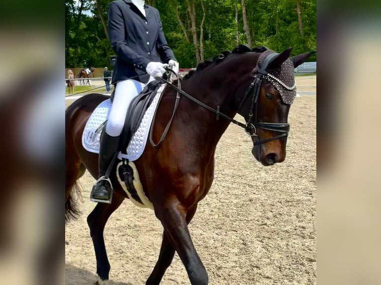 Oldenburgo Caballo castrado 9 años 170 cm Morcillo in Wedemark