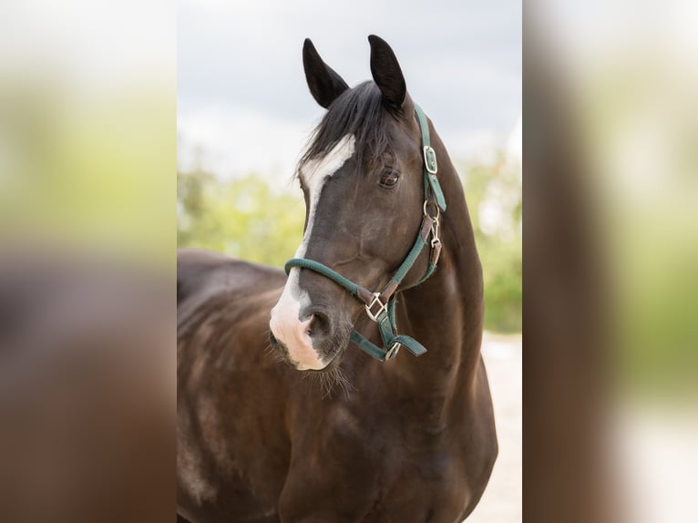 Oldenburgo Caballo castrado 9 años 170 cm Negro in Dresden Zaschendorf