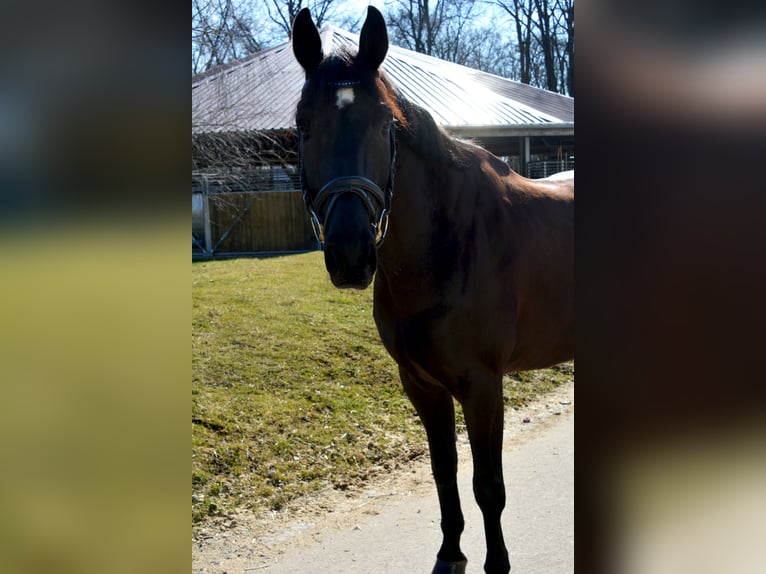 Oldenburgo Caballo castrado 9 años 170 cm Negro in M&#xFC;nchen