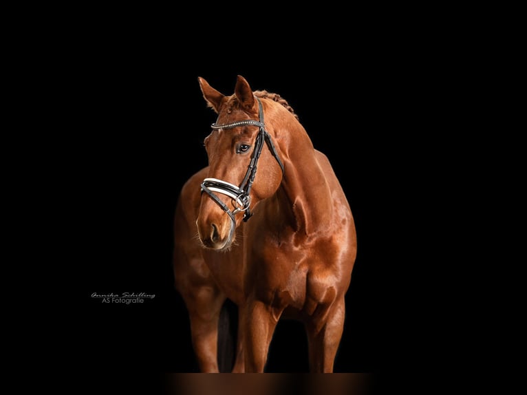 Oldenburgo Caballo castrado 9 años 171 cm Alazán in Herrenberg