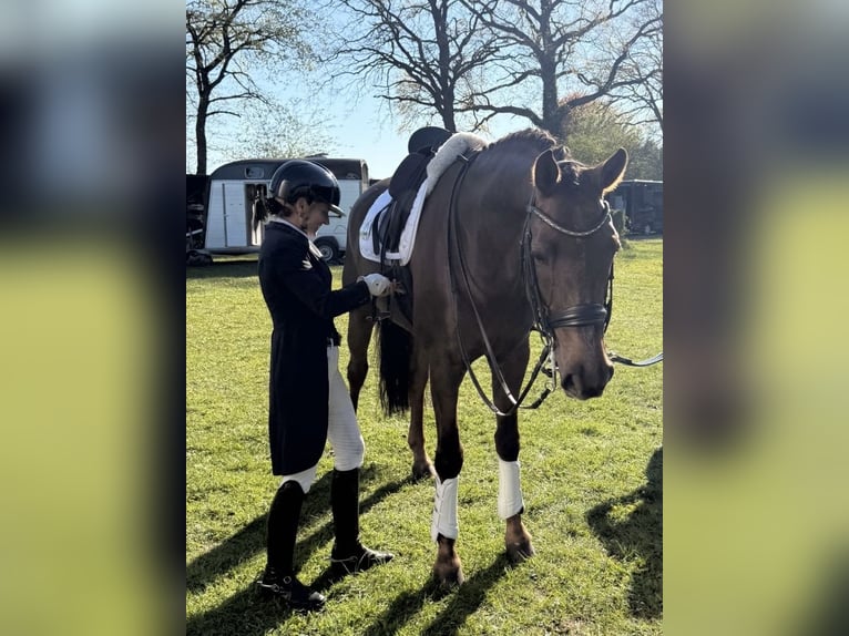 Oldenburgo Caballo castrado 9 años 171 cm Alazán-tostado in Hoisdorf