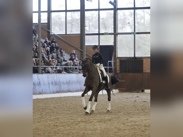 Oldenburgo Caballo castrado 9 años 171 cm Alazán-tostado in Hoisdorf