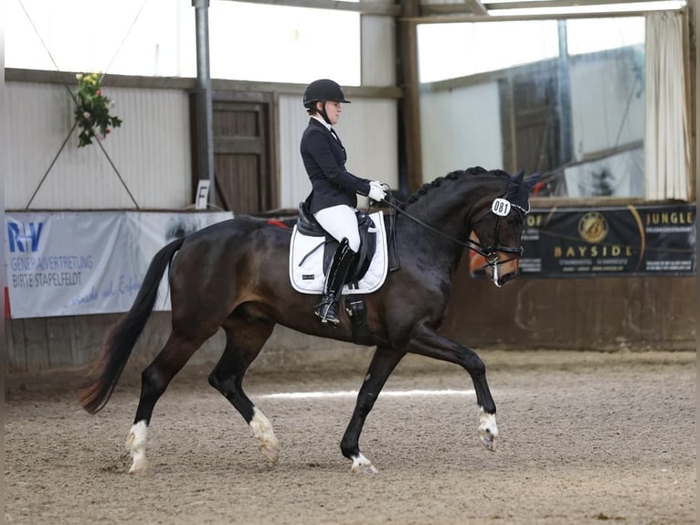 Oldenburgo Caballo castrado 9 años 171 cm Castaño oscuro in Stockelsdorf