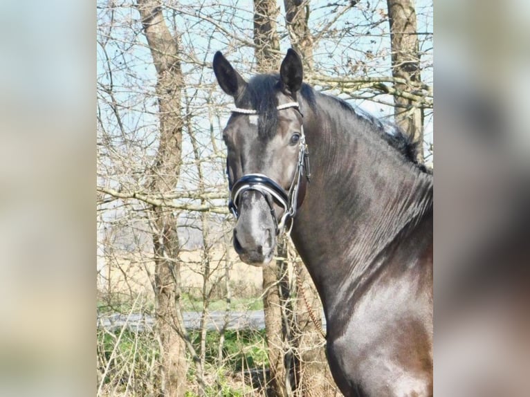 Oldenburgo Caballo castrado 9 años 171 cm Negro in Königheim - Pülfringen