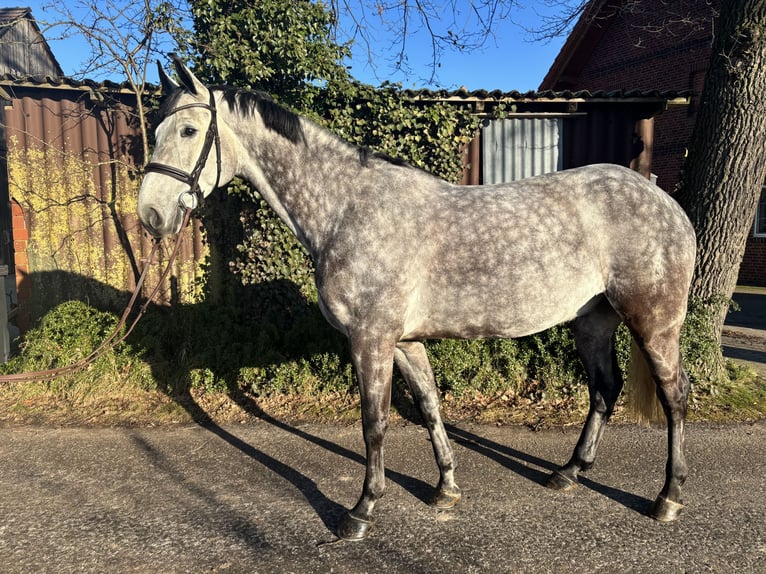 Oldenburgo Caballo castrado 9 años 171 cm Tordo rodado in Wagenfeld