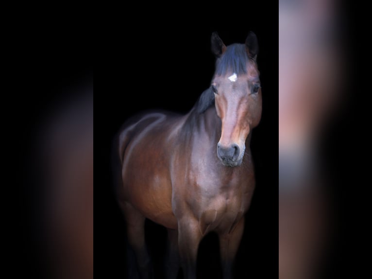 Oldenburgo Caballo castrado 9 años 172 cm Castaño in Osnabr&#xFC;ck